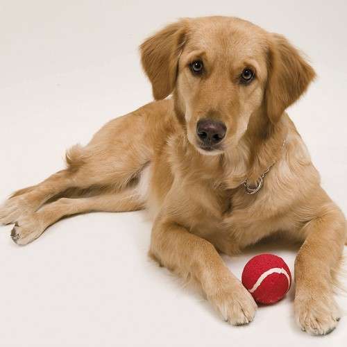 Pelota Niki - Imagen 5